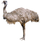 emu