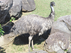 emu