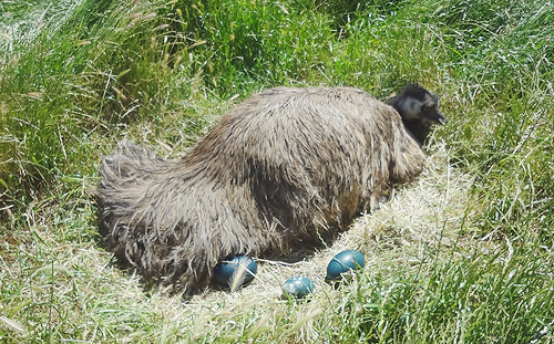 emu