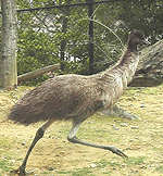 emu